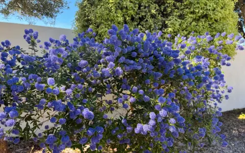 Un magnifique ceanothe en pot, couvert de grappes de fleurs bleues éclatantes, illumine un jardin ensoleillé.