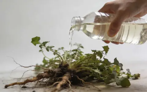 Une main verse un liquide d'une bouteille sur les racines d'une plante arrachée. C'est un désherbant naturel qui tue les racines.