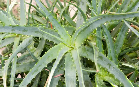Gros plan sur un aloe vera extérieur, ses feuilles charnues et dentelées formant une rosette luxuriante.