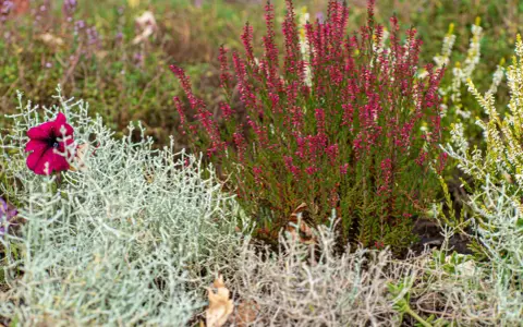 Une belle idée parterre de fleurs avec bruyère rose, une fleur pourpre et des feuillages argentés.