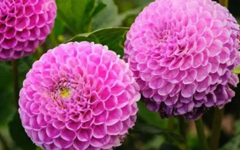 Magnifiques dahlias roses, parfaits pour savoir que planter en avril fleurs. Leurs pétales denses évoquent des pompons.