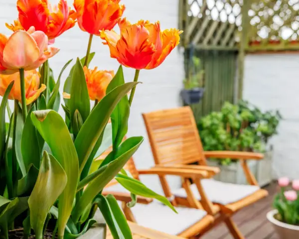 Magnifiques tulipes orange et roses, parfaites plantes pour terrasse ensoleillée. Deux chaises en bois invitent à la détente.