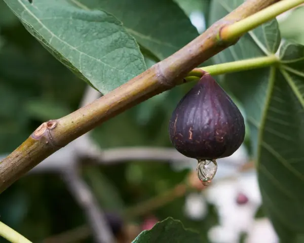 Goutte de sève sur une figue mûre, un inconvénient du figuier qui peut attirer les insectes.