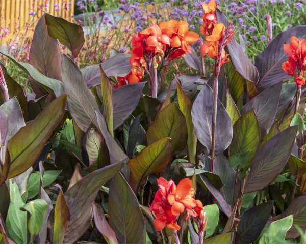 Un magnifique canna en pot déploie ses feuilles pourpres et ses fleurs orange vif, ajoutant une touche tropicale à un jardin fleuri.