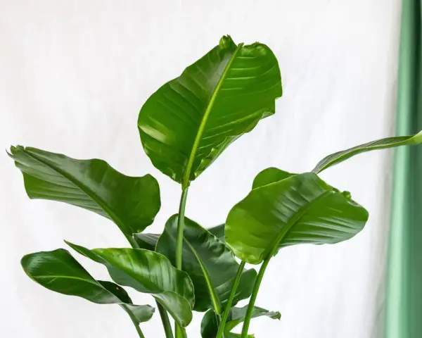 Grandes feuilles vertes luxuriantes d'une plante d'intérieur facile, sur fond blanc et rideau vert.