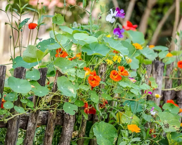 Jardin fleuri avec des capucines en jardinière grimpant sur une clôture en bois. Des fleurs orange vif et des feuilles rondes dominent la scène.