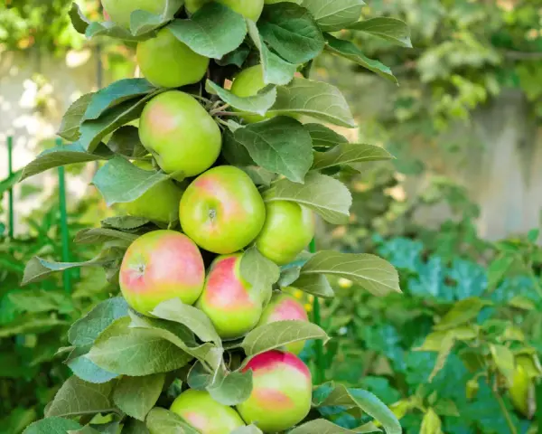 Un pommier en pot porte de nombreuses pommes vertes et rosées, avec des feuilles luxuriantes.