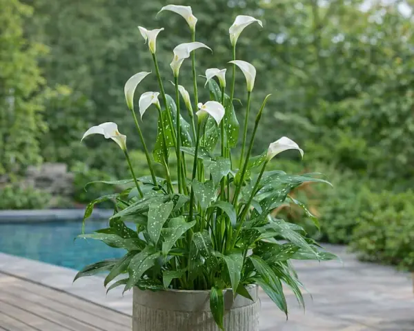 Un magnifique arum en pot, avec ses fleurs blanches élégantes et ses feuilles vertes tachetées, orne une terrasse près d'une piscine.