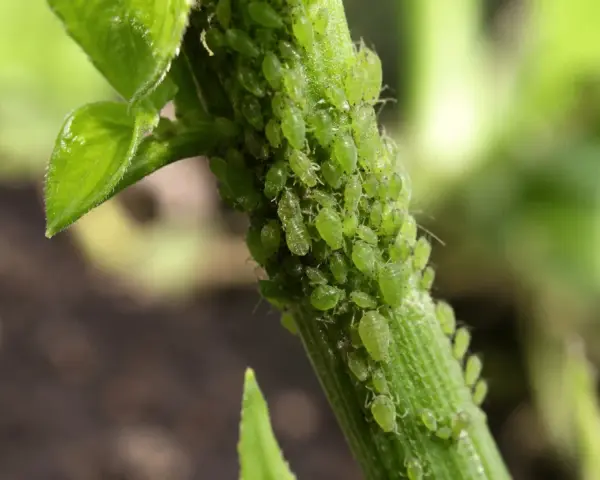 Une invasion de pucerons sur une tige verte, un cauchemar pour le jardinier, qui pourrait bien finir par envahir la maison.