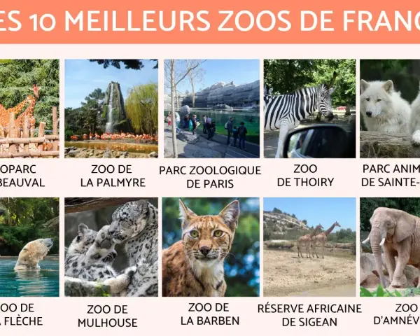 Classement des 10 meilleurs zoos de France : Beauval, La Palmyre, Paris, Thoiry, Sainte-Croix, La Flèche, Mulhouse, La Barben, Sigean, Amnéville.