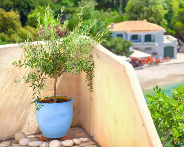 Un jeune olivier en pot bleu sur un balcon ensoleillé, avec une vue sur la mer et une maison. Idéal pour apprendre comment planter un olivier en pleine terre.