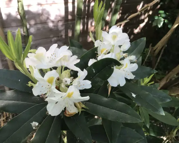 Un magnifique rhododendron en pot extérieur, avec des fleurs blanches éclatantes et des feuilles vertes foncées.