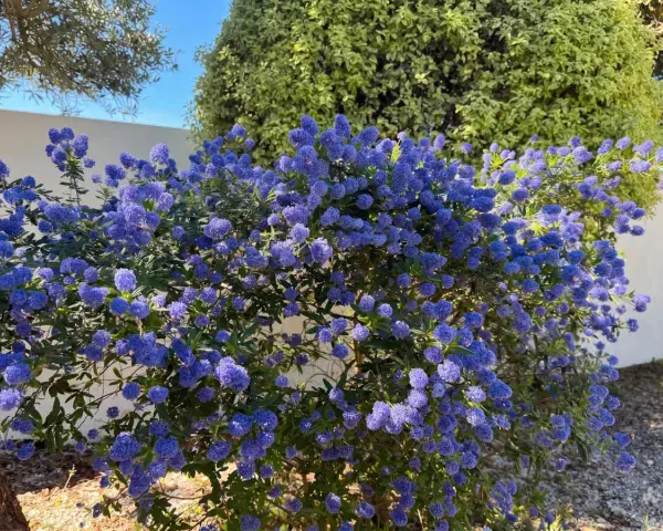 Un magnifique ceanothe en pot, couvert de grappes de fleurs bleues éclatantes, illumine un jardin ensoleillé.