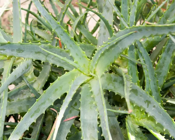 Gros plan sur un aloe vera extérieur, ses feuilles charnues et dentelées formant une rosette luxuriante.