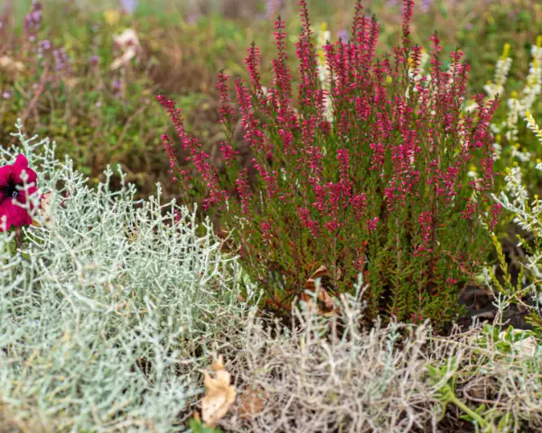 Une belle idée parterre de fleurs avec bruyère rose, une fleur pourpre et des feuillages argentés.
