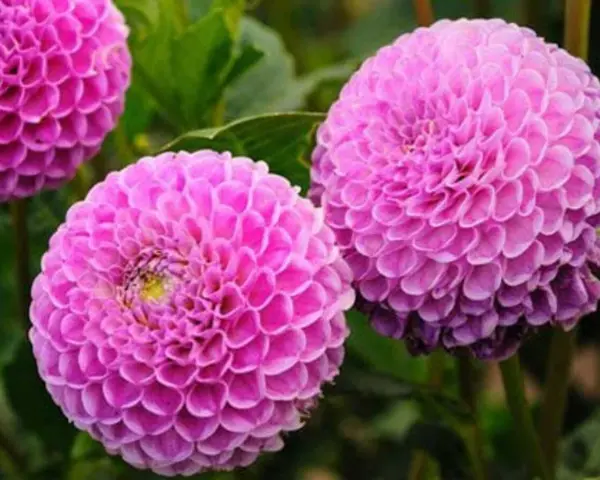 Magnifiques dahlias roses, parfaits pour savoir que planter en avril fleurs. Leurs pétales denses évoquent des pompons.
