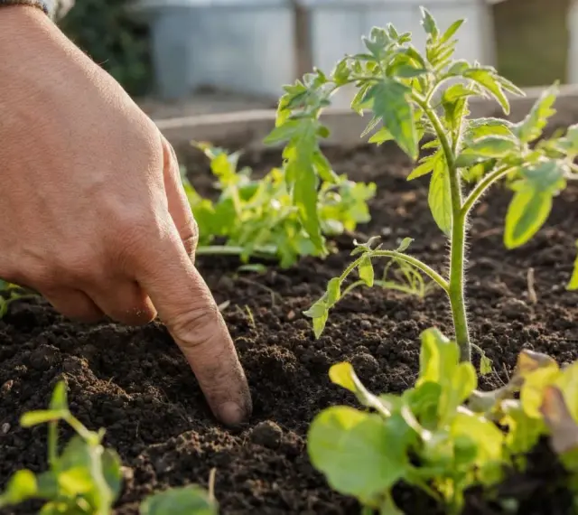 Main d'un jardinier plantant des jeunes pousses, espérant que les saints de glace n'apporteront pas de gelées tardives.