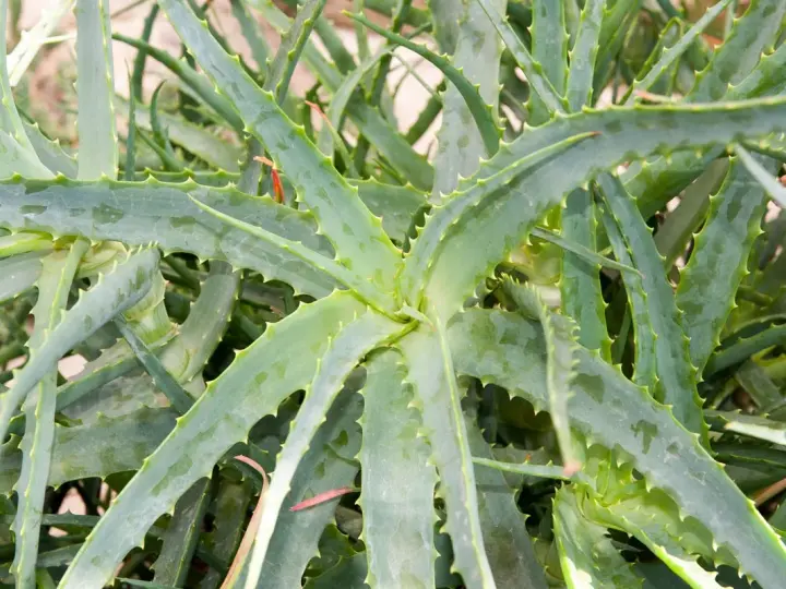 Gros plan sur un aloe vera extérieur, ses feuilles charnues et dentelées formant une rosette luxuriante.