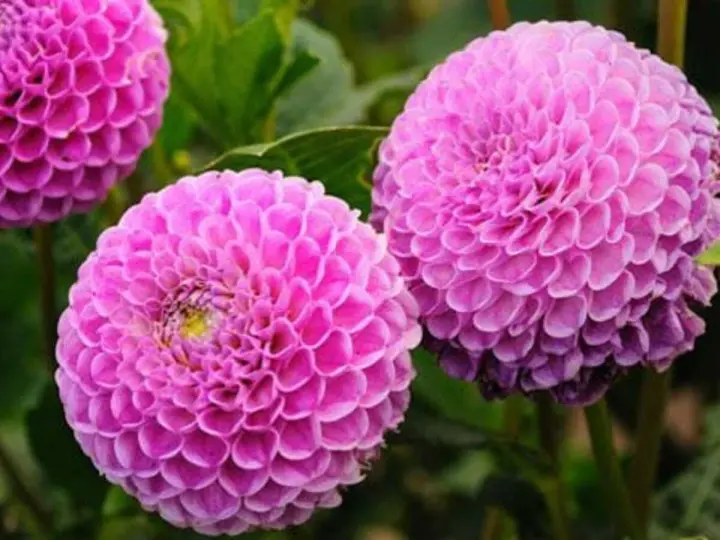 Magnifiques dahlias roses, parfaits pour savoir que planter en avril fleurs. Leurs pétales denses évoquent des pompons.