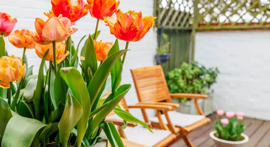 Magnifiques tulipes orange et roses, parfaites plantes pour terrasse ensoleillée. Deux chaises en bois invitent à la détente.