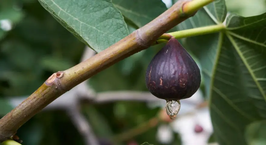 Goutte de sève sur une figue mûre, un inconvénient du figuier qui peut attirer les insectes.