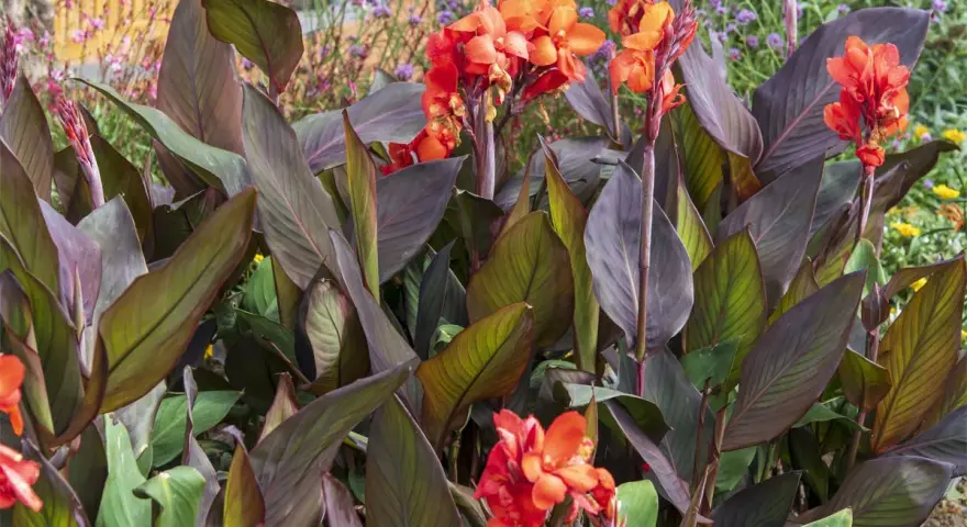 Un magnifique canna en pot déploie ses feuilles pourpres et ses fleurs orange vif, ajoutant une touche tropicale à un jardin fleuri.