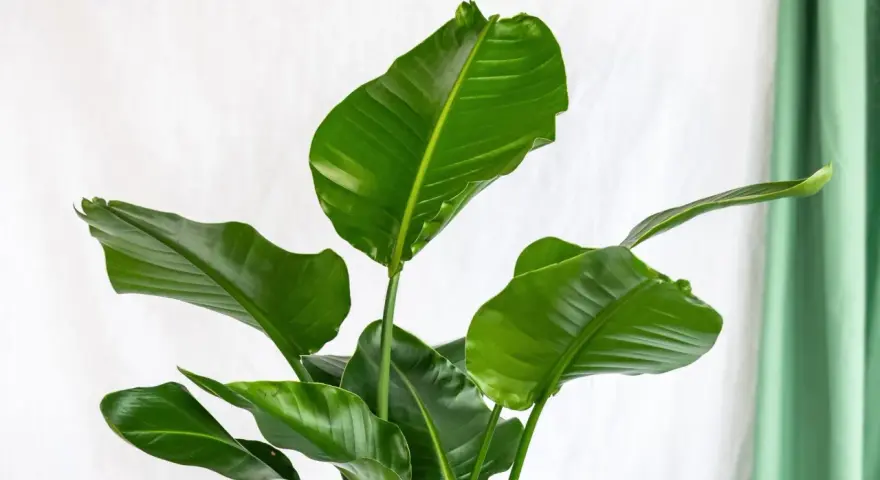Grandes feuilles vertes luxuriantes d'une plante d'intérieur facile, sur fond blanc et rideau vert.