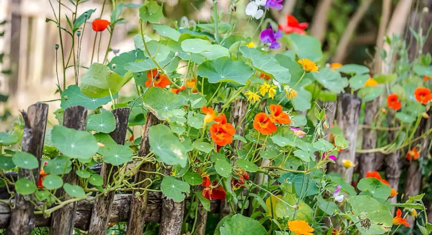 Jardin fleuri avec des capucines en jardinière grimpant sur une clôture en bois. Des fleurs orange vif et des feuilles rondes dominent la scène.