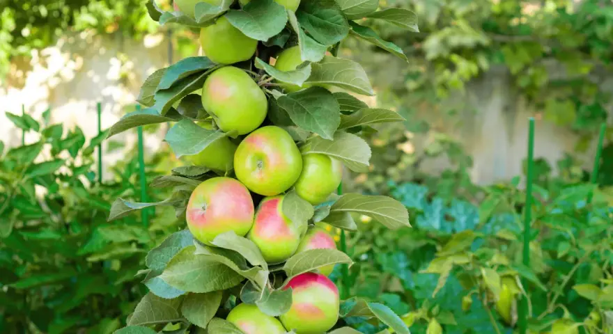 Un pommier en pot porte de nombreuses pommes vertes et rosées, avec des feuilles luxuriantes.