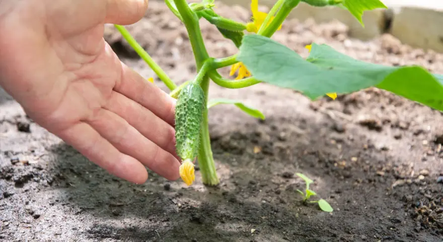 Une main touche un jeune cornichon qui pousse sur sa tige verte. Le sol est humide, signe que la plante est bien arrosée.