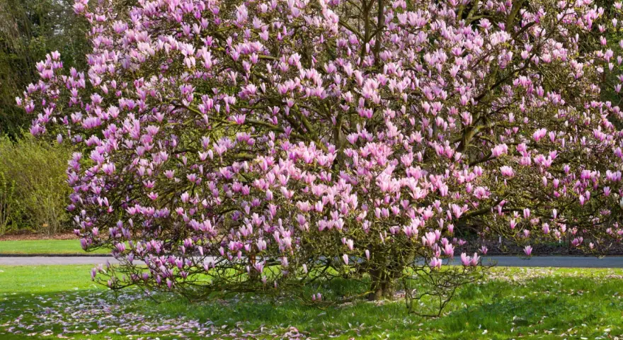 Magnifique magnolia en pleine floraison rose, ses pétales tombés jonchent la pelouse verte. Un spectacle qui donne envie de planter un magnolia.