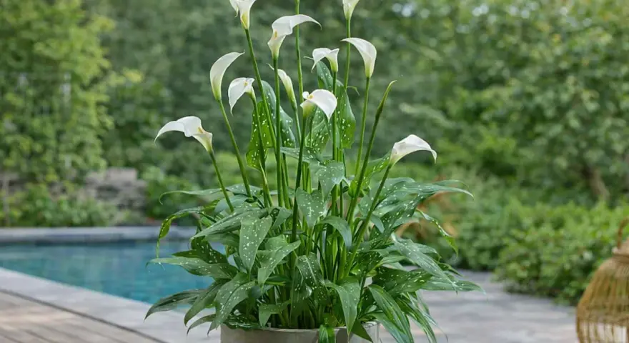 Un magnifique arum en pot, avec ses fleurs blanches élégantes et ses feuilles vertes tachetées, orne une terrasse près d'une piscine.
