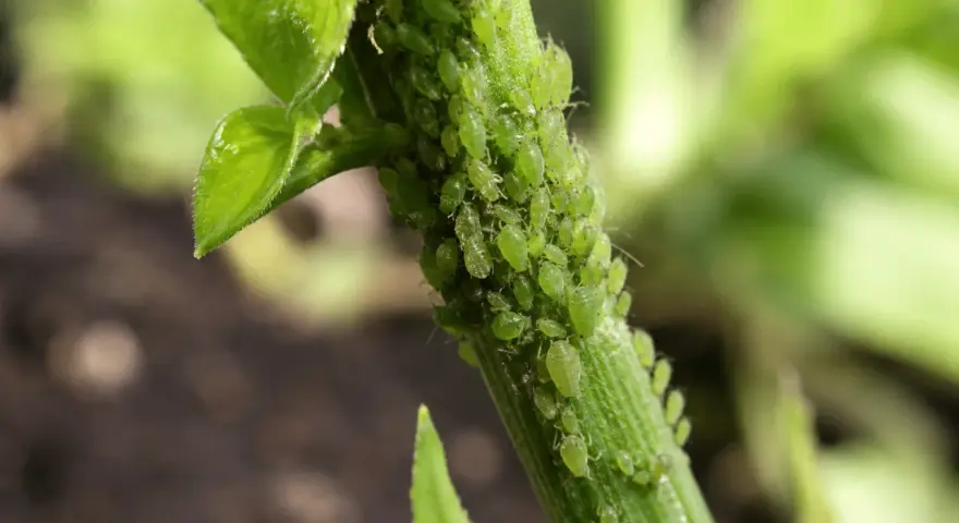 Une invasion de pucerons sur une tige verte, un cauchemar pour le jardinier, qui pourrait bien finir par envahir la maison.