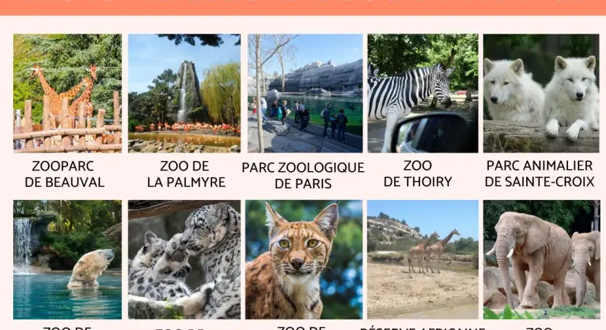 Classement des 10 meilleurs zoos de France : Beauval, La Palmyre, Paris, Thoiry, Sainte-Croix, La Flèche, Mulhouse, La Barben, Sigean, Amnéville.