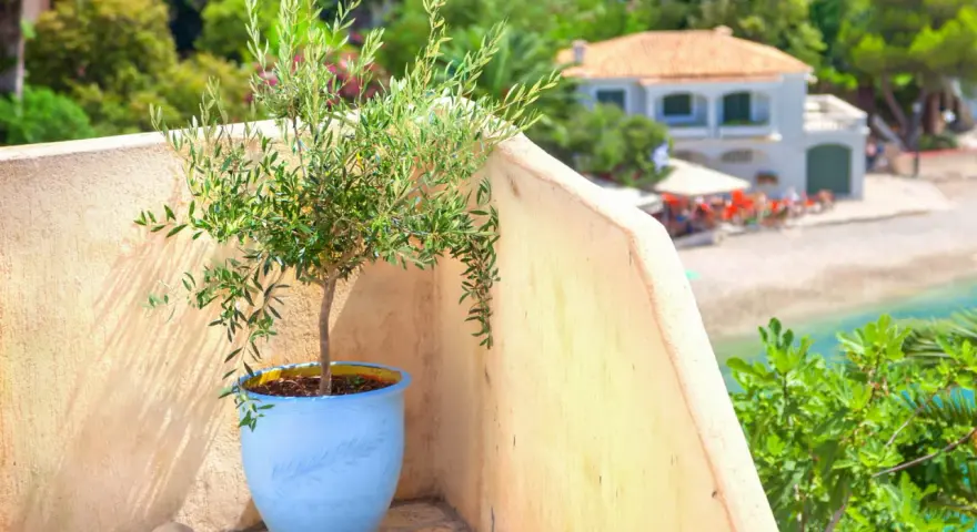 Un jeune olivier en pot bleu sur un balcon ensoleillé, avec une vue sur la mer et une maison. Idéal pour apprendre comment planter un olivier en pleine terre.
