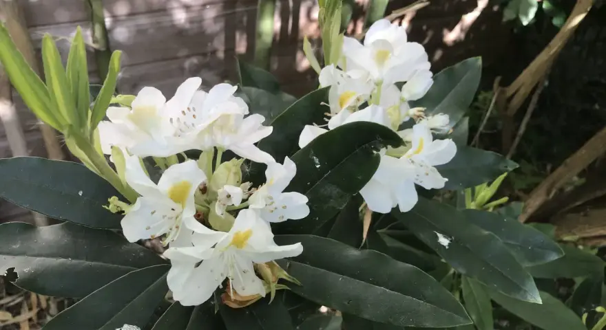 Un magnifique rhododendron en pot extérieur, avec des fleurs blanches éclatantes et des feuilles vertes foncées.