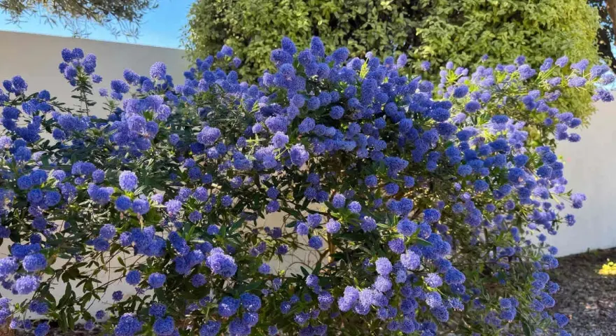 Un magnifique ceanothe en pot, couvert de grappes de fleurs bleues éclatantes, illumine un jardin ensoleillé.