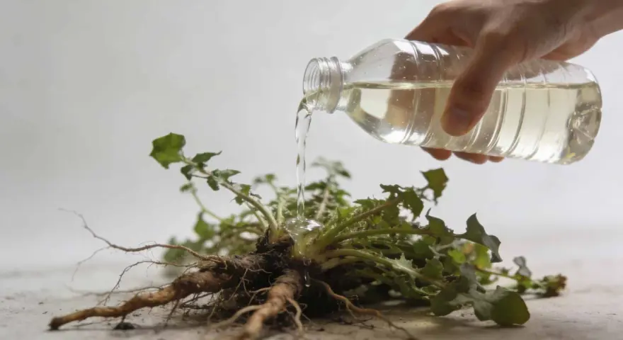 Une main verse un liquide d'une bouteille sur les racines d'une plante arrachée. C'est un désherbant naturel qui tue les racines.