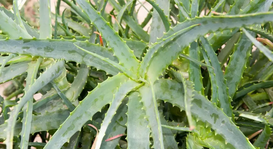 Gros plan sur un aloe vera extérieur, ses feuilles charnues et dentelées formant une rosette luxuriante.