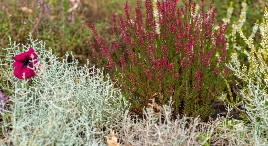 Une belle idée parterre de fleurs avec bruyère rose, une fleur pourpre et des feuillages argentés.