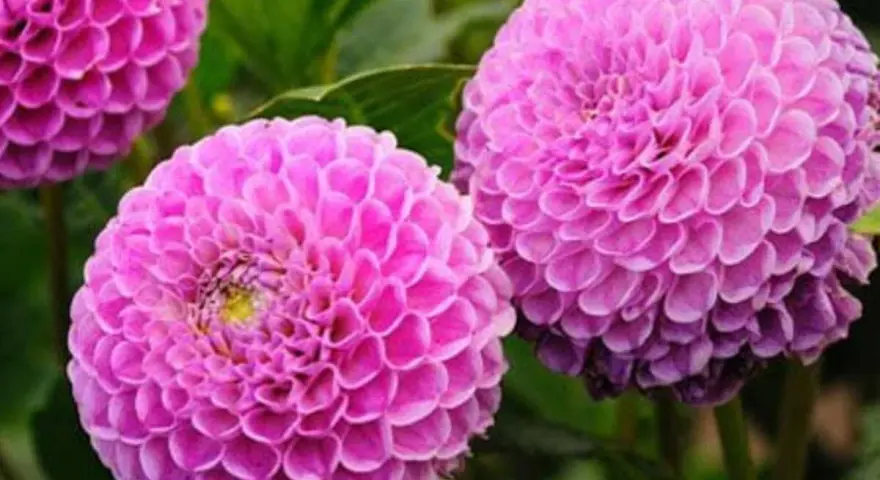 Magnifiques dahlias roses, parfaits pour savoir que planter en avril fleurs. Leurs pétales denses évoquent des pompons.