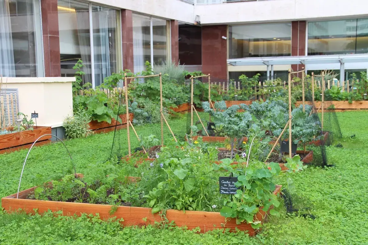 Un petit jardin de ville luxuriant avec des légumes en pleine croissance dans des bacs en bois.