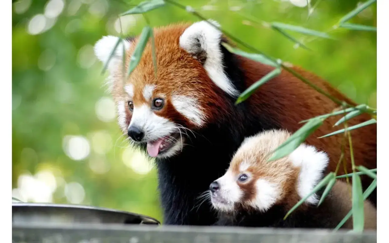 Un avis sur le zoo du Bassin d'Arcachon : deux adorables pandas roux, un adulte et un bébé, se faufilent à travers les bambous.