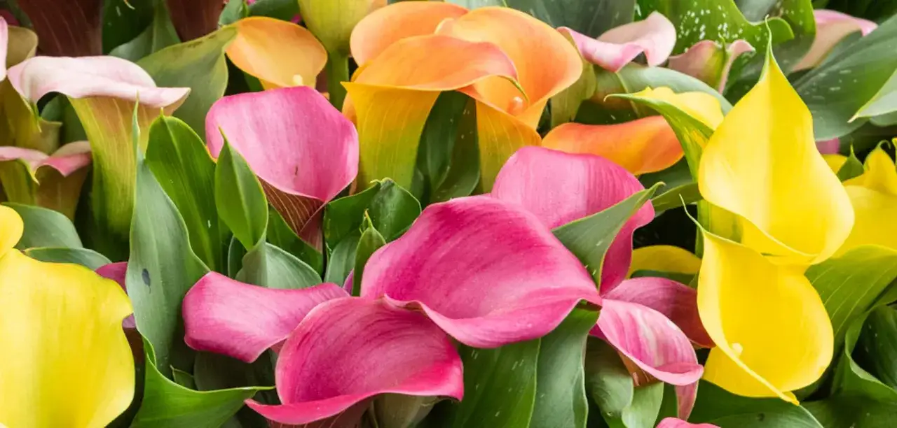 Un bouquet d'arum en pot aux couleurs vives : rose, jaune, orange et rose pâle, avec leurs feuilles vertes luxuriantes.