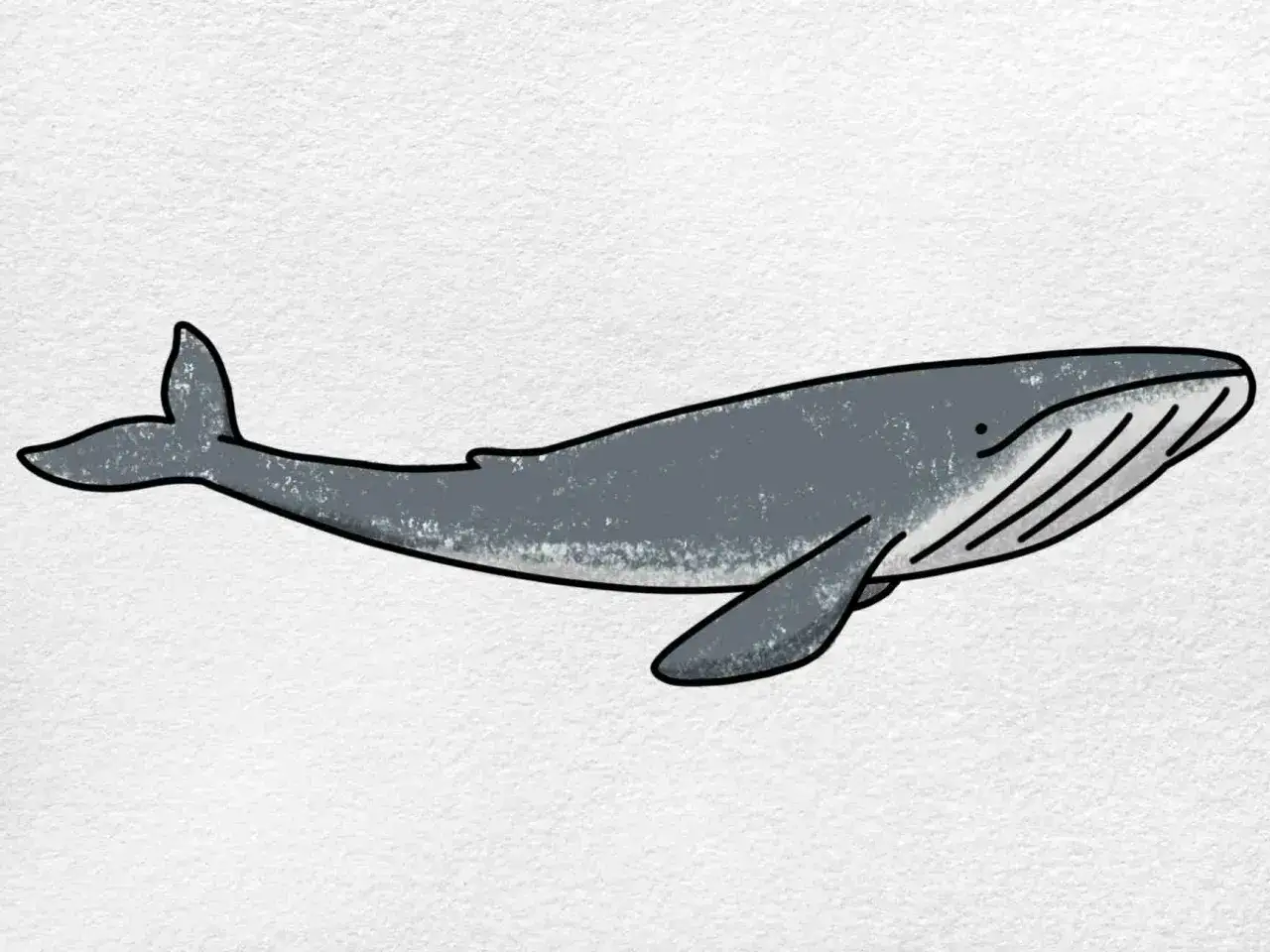 Un dessin baleine bleue facile, avec des lignes simples et une couleur grise douce. Parfait pour apprendre à dessiner cet animal marin majestueux.