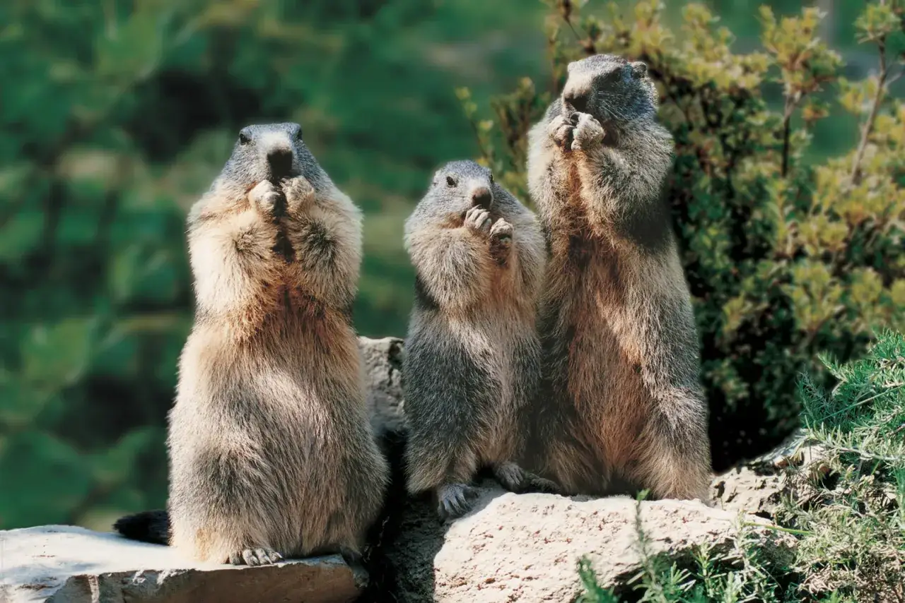 Trois marmottes curieuses, un avis sur le parc animalier des Pyrénées. Elles semblent observer quelque chose avec leurs petites pattes devant leur museau.