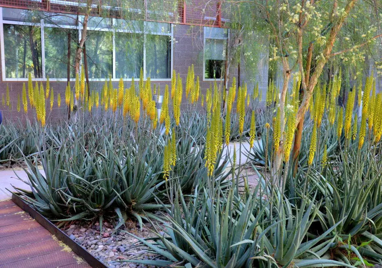 Un magnifique aloe vera extérieur en pleine floraison, avec des grappes de fleurs jaunes vibrantes s'élevant au-dessus des feuilles succulentes.