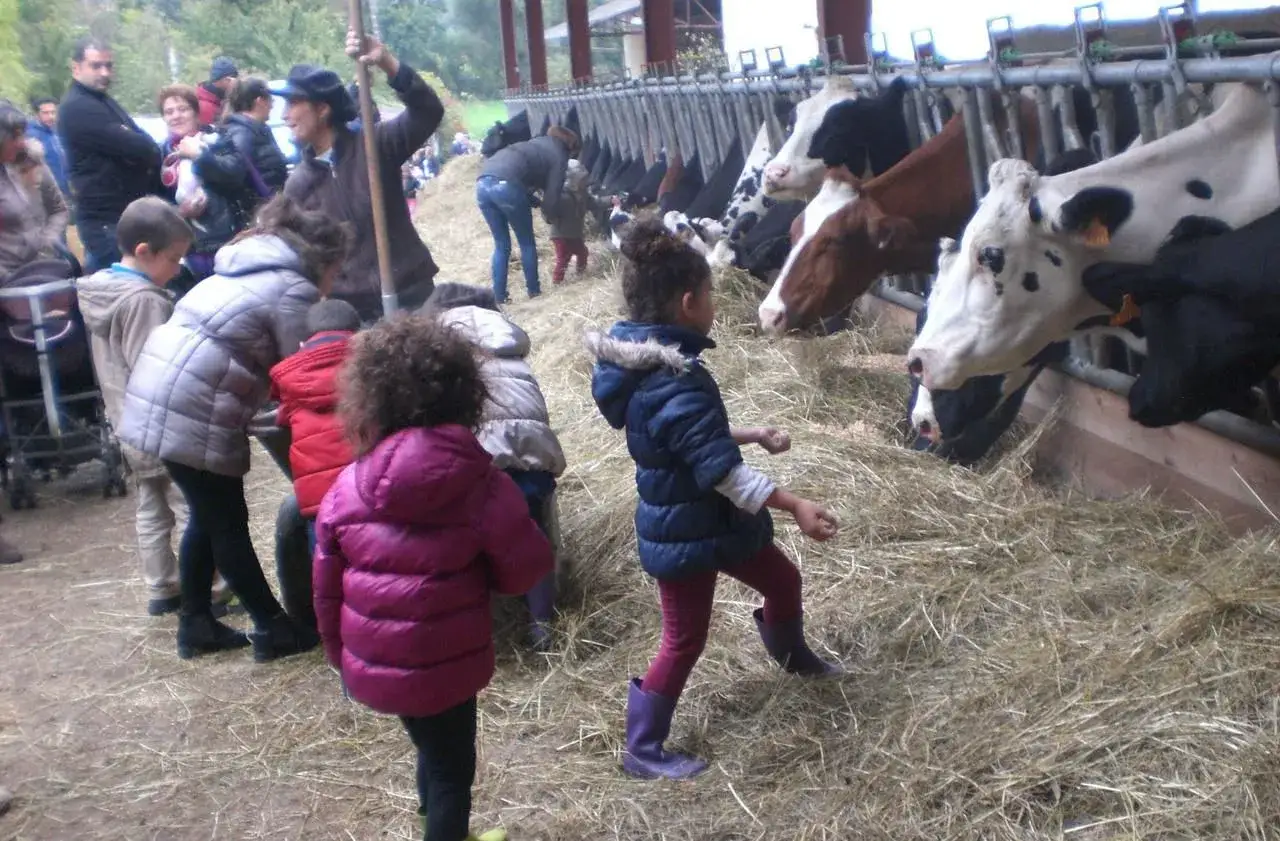 Visite &agrave; la ferme de la Villette : des enfants curieux observent des vaches manger du foin.