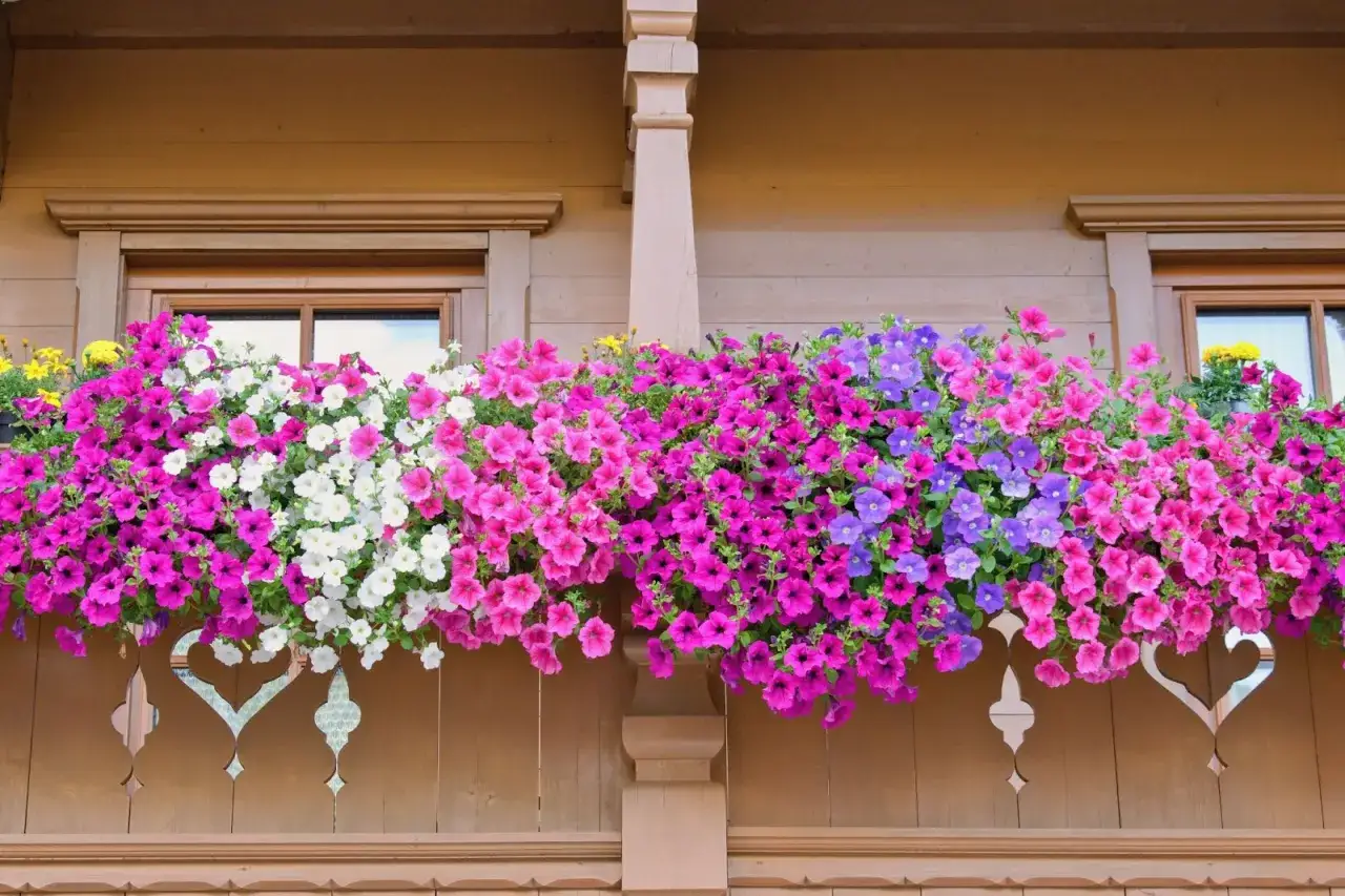 Jolie jardinière débordante de fleurs roses, blanches et violettes. Idéal pour savoir que planter en avril, ces pétunias égayent la façade en bois.