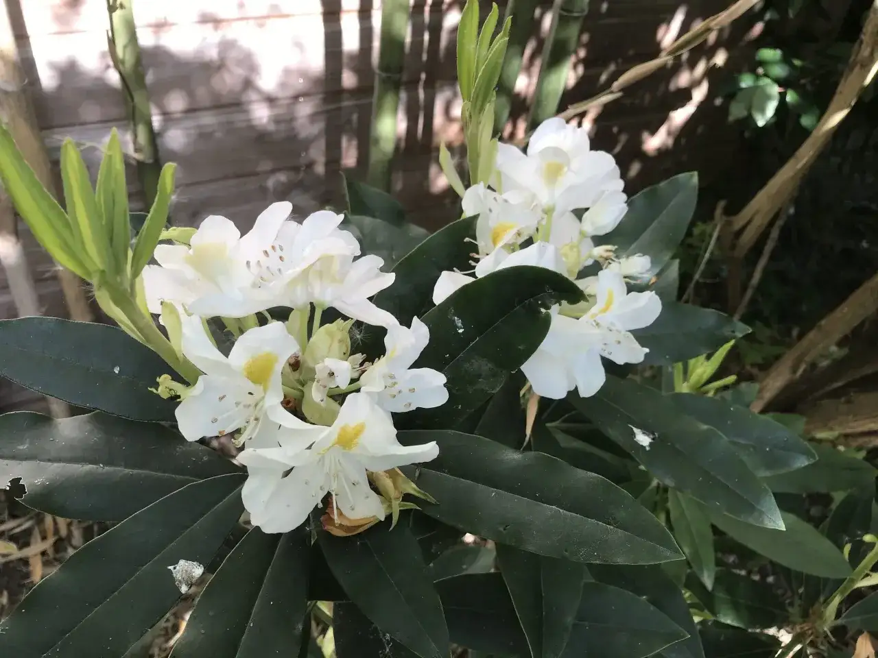 Un magnifique rhododendron en pot ext&eacute;rieur, ses fleurs blanches &eacute;clatantes contrastent avec ses feuilles vertes fonc&eacute;es.